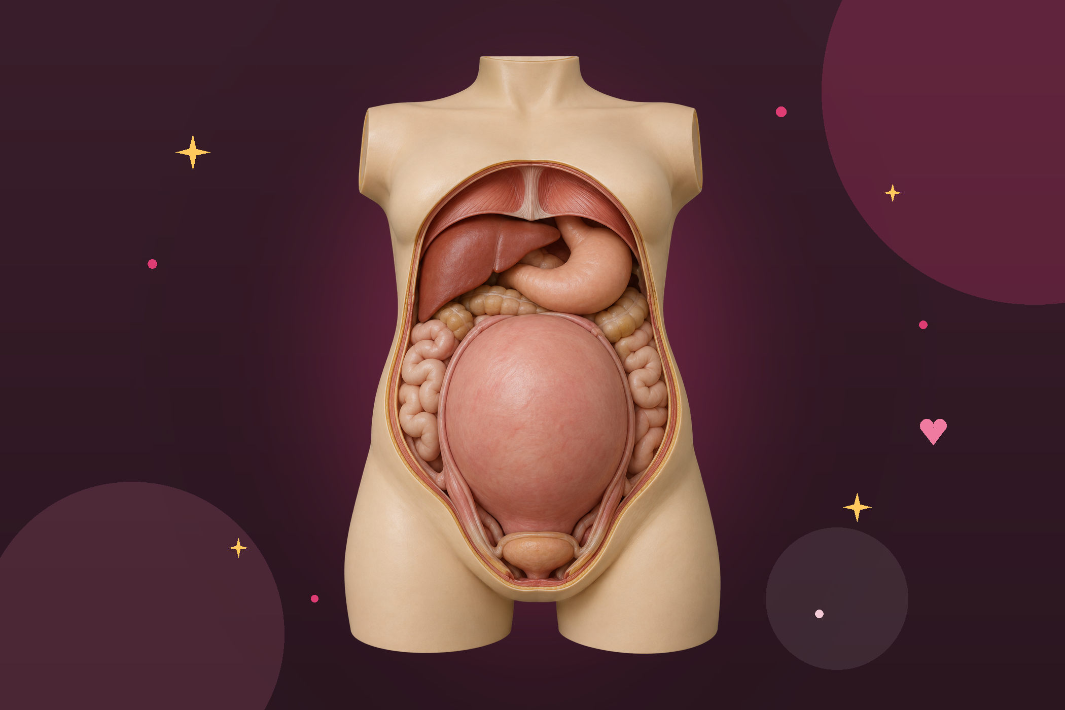 Illustration réaliste d'un modèle anatomique de femme enceinte à terme, vu de face : l'utérus monte jusque sous les côtes, l'estomac et le foie sont repoussés vers le haut, les intestins sur les côtés.