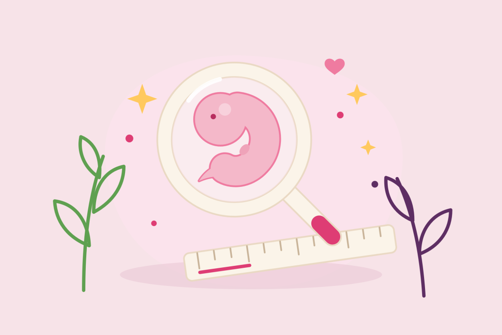 Ton bébé a&nbsp;eu une queue&nbsp;: l’étape que traverse chaque embryon