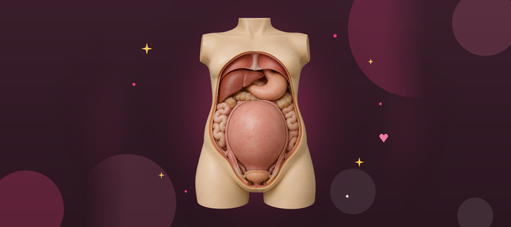 Illustration réaliste d'un modèle anatomique de femme enceinte à terme, vu de face : l'utérus monte jusque sous les côtes, l'estomac et le foie sont repoussés vers le haut, les intestins sur les côtés.