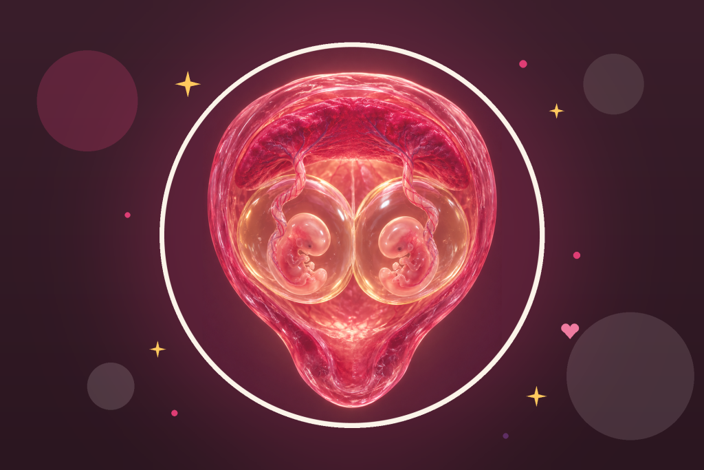 Illustration réaliste de deux embryons, chacun dans sa poche, sous un placenta commun