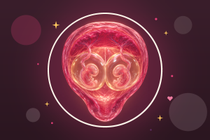 Illustration réaliste de deux embryons, chacun dans sa poche, sous un placenta commun